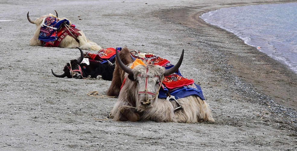Magical Ladakh Adventure