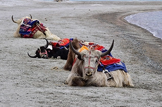 Magical Ladakh Adventure