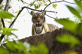 Tiger India