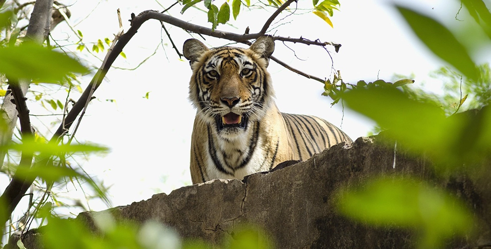 Tiger India